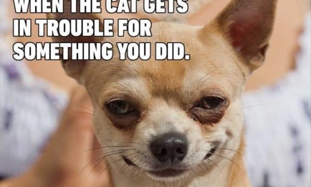 When The Cat Gets In Trouble