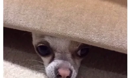 Hiding From Adult Responsibilities