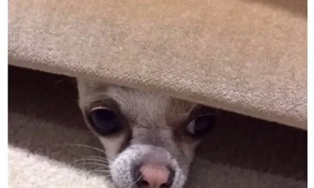 Hiding From Adult Responsibilities