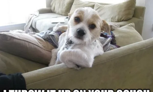 I Don’t Eat My Poop I Throw Up On Your Couch