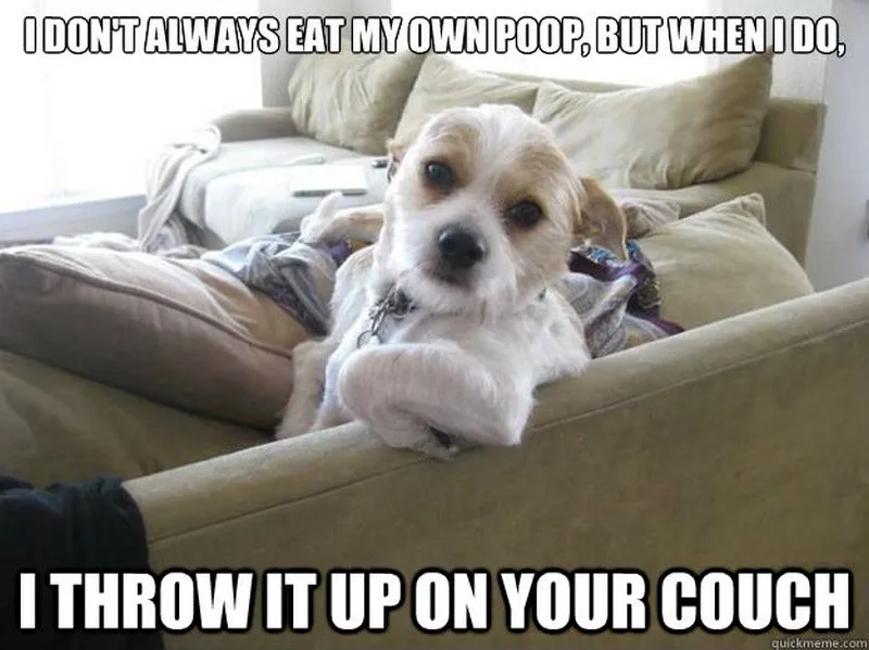 I Don’t Eat My Poop I Throw Up On Your Couch