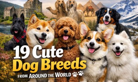 19 Cute Dog Breeds from Around the World
