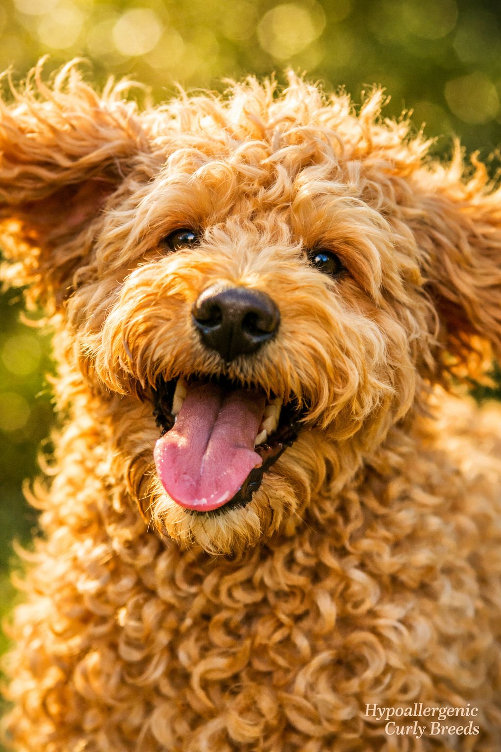 () close-up macro photography of a Labradoodle's golden wavy-curly coat texture filling the entire frame, individual curls