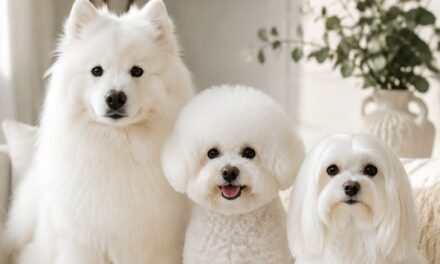 9 Best White Dog Breeds That Don’t Shed Much