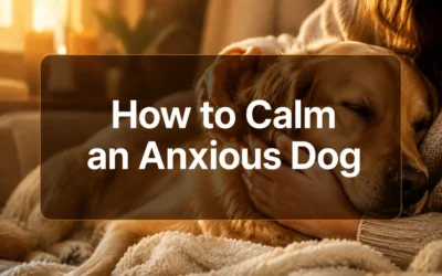 How to Calm an Anxious Dog: A Complete Guide for Worried Pet Parents