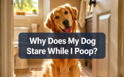 Why Does My Dog Stare at Me While I Poop? The Truth About Bathroom Supervisors