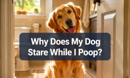 Why Does My Dog Stare at Me While I Poop? The Truth About Bathroom Supervisors