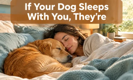 If Your Dog Sleeps With You, They’re Trying to Tell You This!