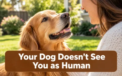 Your Dog Doesn’t See You as Human, (Here’s What You Really Are to Them)