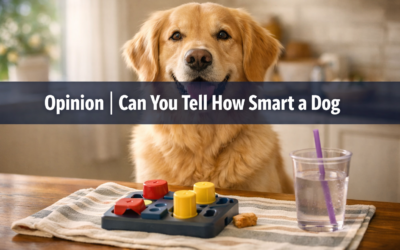Can You Tell How Smart a Dog Is by Giving It a Test?