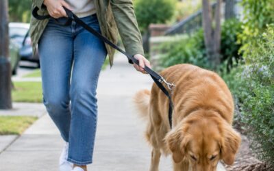 15 Thoughts Every Dog Owner Has During a Walk, from Poop Bags to Squirrels