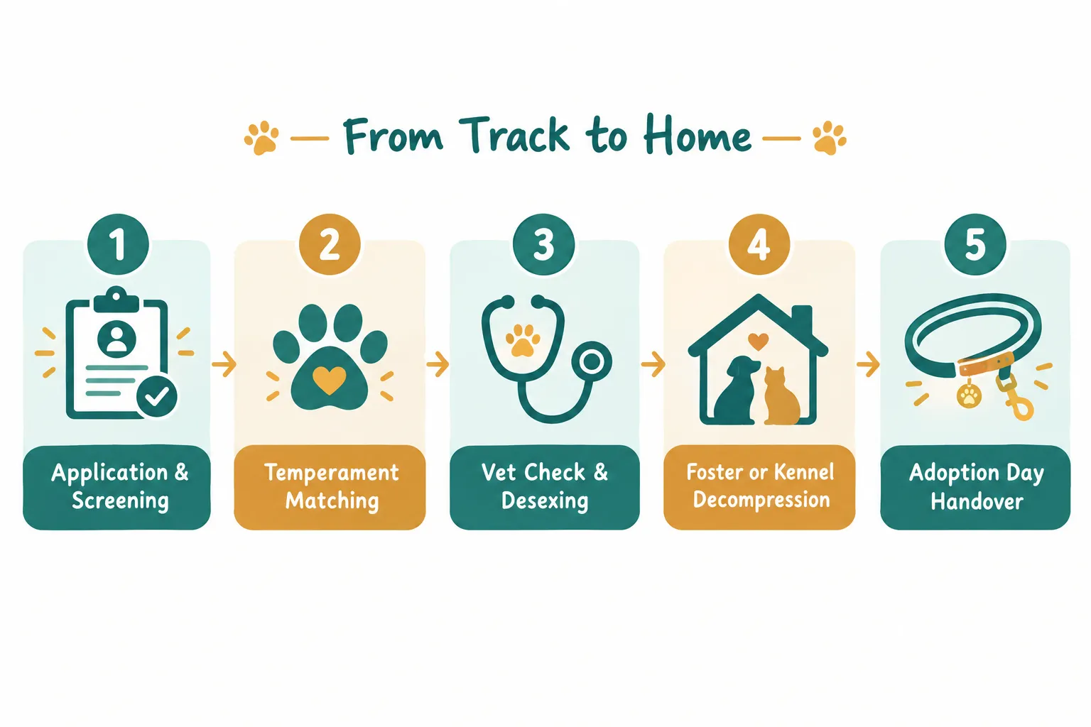 Before Day 0: How Greyhounds Actually Reach Their New Homes