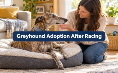 Greyhound Adoption After Racing: What New Owners Should Expect in the First 90 Days
