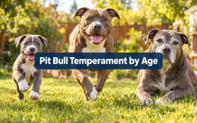 Pit Bull Temperament by Age: Puppy Socialization, Adult Behavior, and Senior Care