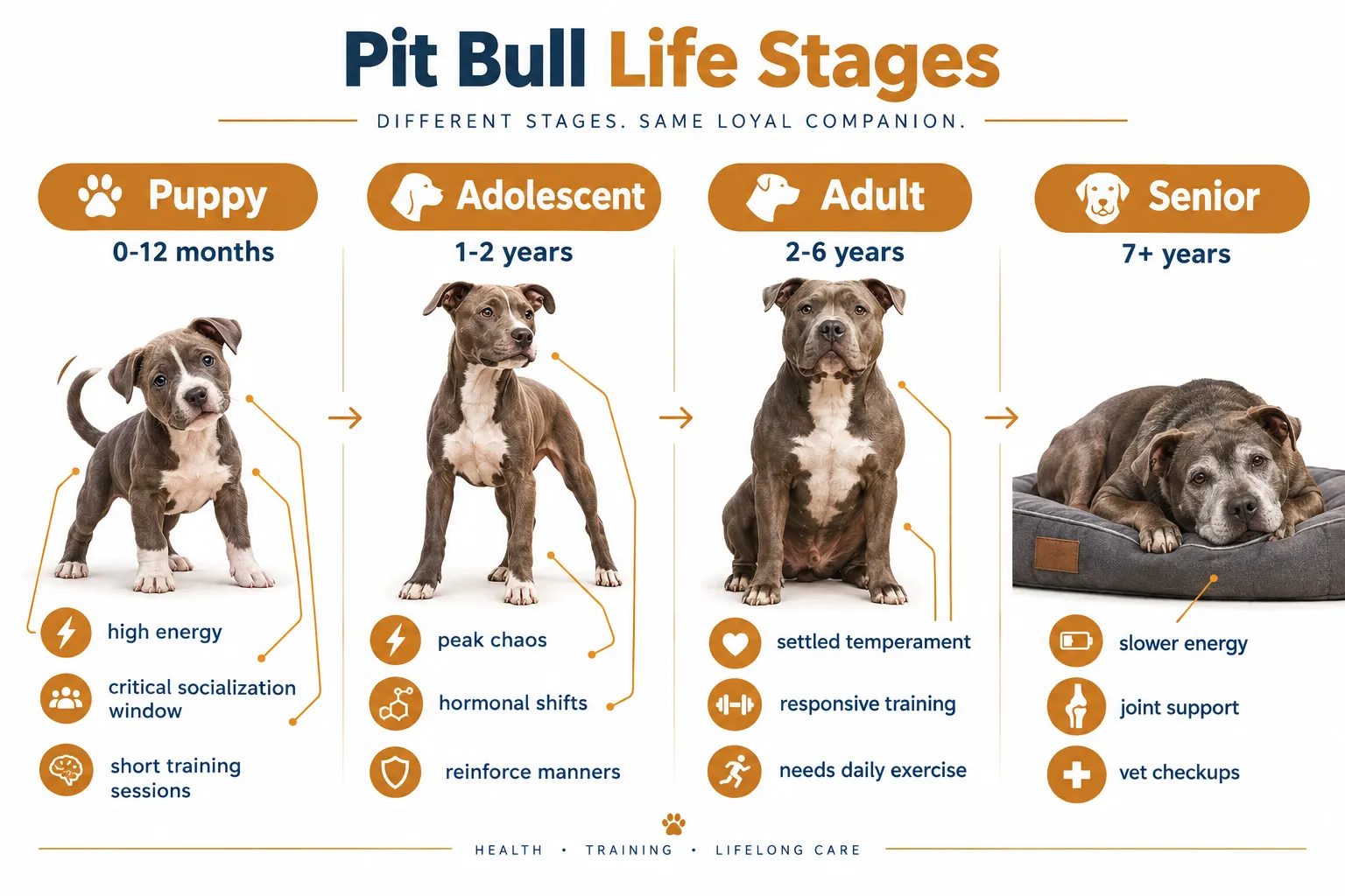 Puppy Pit Bulls: The Foundation Years (0-12 Months)