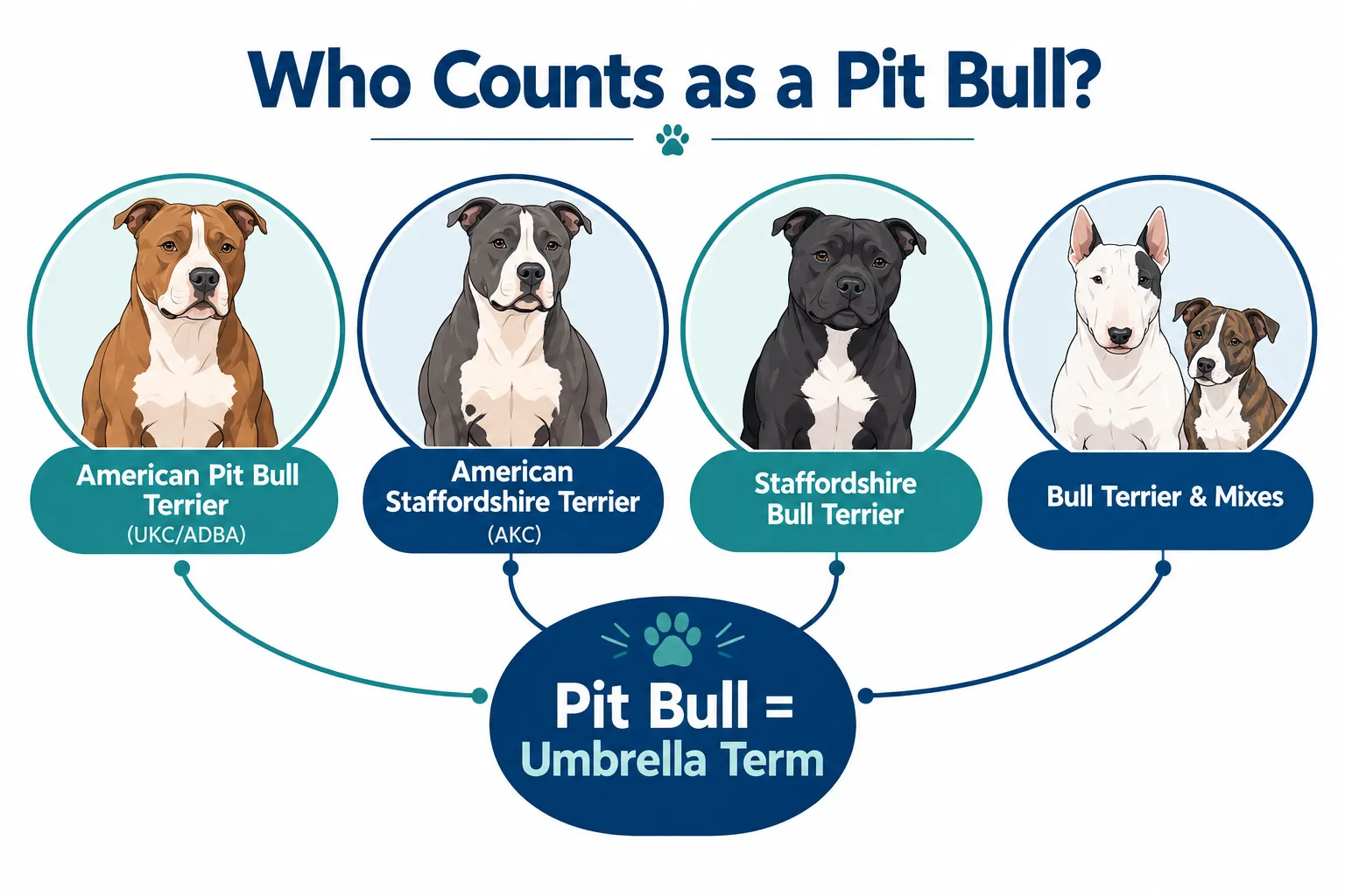 What Do "Pit Bull" and "American Staffordshire Terrier" Actually Mean?